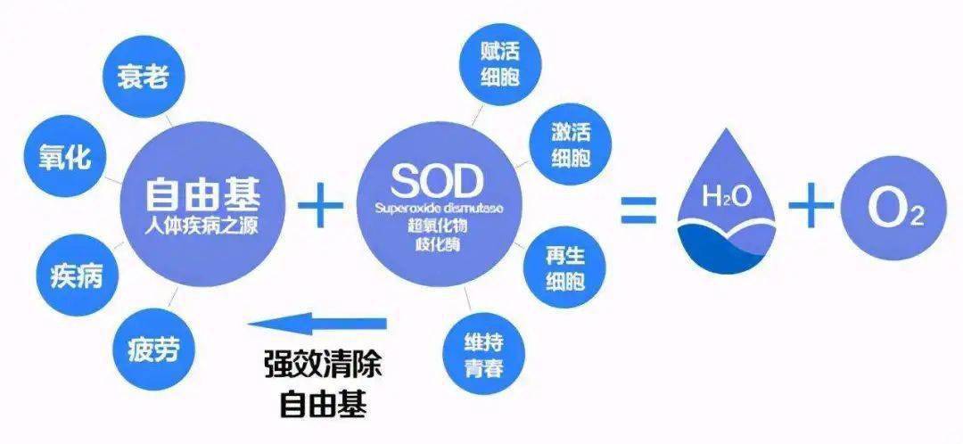 超氧化物歧化酶(sod)是一类重要的抗氧化金属酶,广泛存在于生物体的