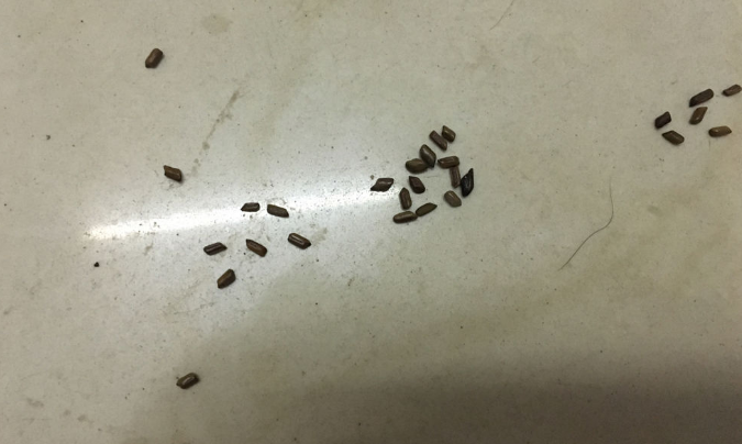 蟑螂粪便是什么样子的