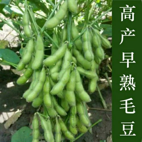 菜毛豆种子日本青黄豆早熟高产鲜食豆 农家春夏季四季播种蔬菜籽