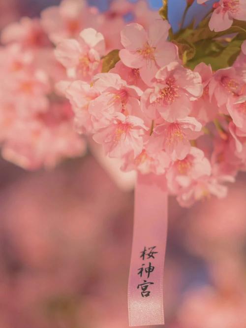 樱花高清手机壁纸
