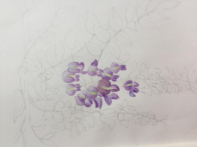 彩铅花之绘紫藤