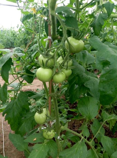 西红柿树种植技术