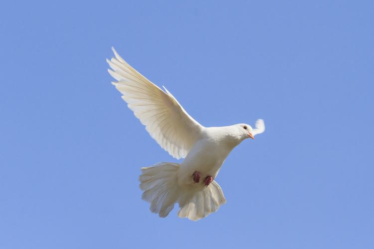 和平的象征在天空中飞翔和平的象征在天空中飞翔白色