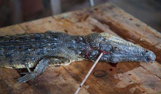 图为鳄鱼被砍断的四肢.