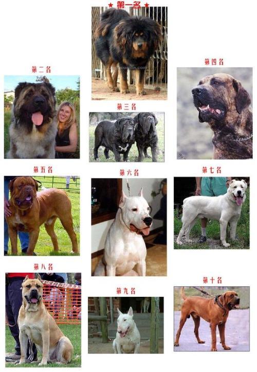 世界名犬的相片
