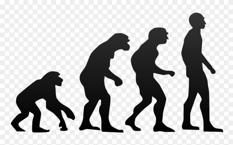 黑猩猩类人猿人类进化智人进化