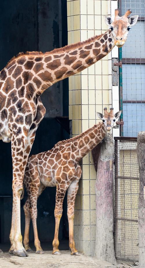 去年11月26号出生的雄性长颈鹿宝宝