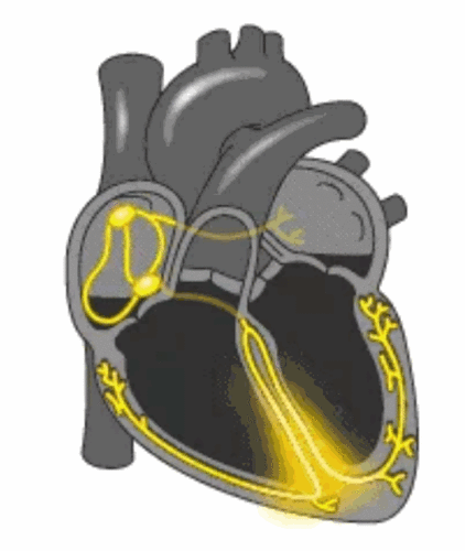 心脏解剖图及血液循环动态图