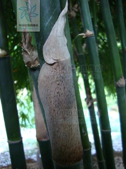 p>吊罗坭竹( i>bambusa diaoluoshanensis chia et h. u.
