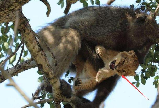 偷崽生吃活剥真实的狒狒究竟有多残忍
