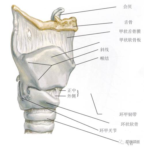 奈特解剖图谱喉软骨的解剖
