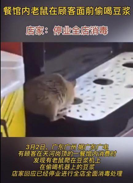 在餐厅发现老鼠顾客可以怎么办餐馆内老鼠在顾客面前偷喝豆浆