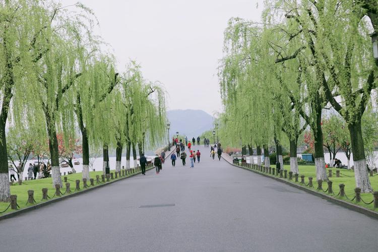 春天的杭州——花开时节动杭城,当时只道是寻常