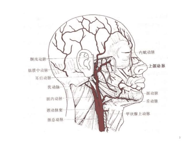 头颈部血管颈内动脉解剖分段