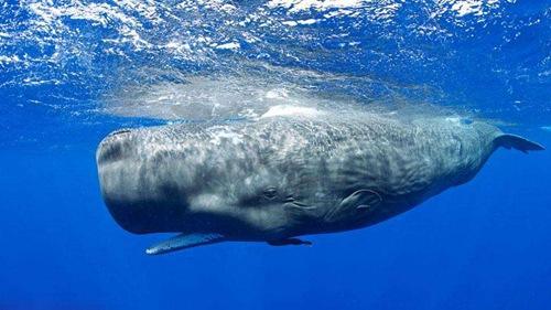 抹香鲸,世界上最大的齿鲸,它们在所有鲸类中潜得最深,最久  返回搜