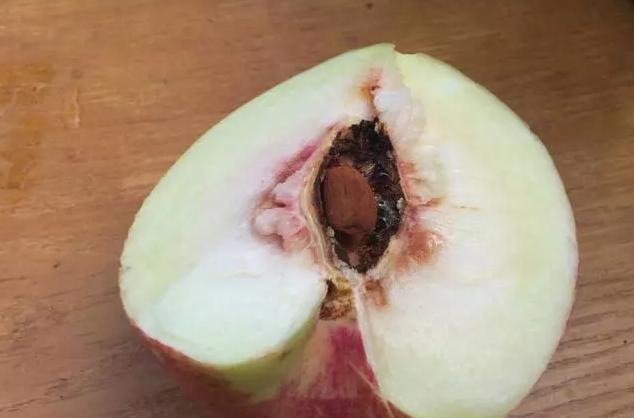 为什么有的桃子核是裂开的