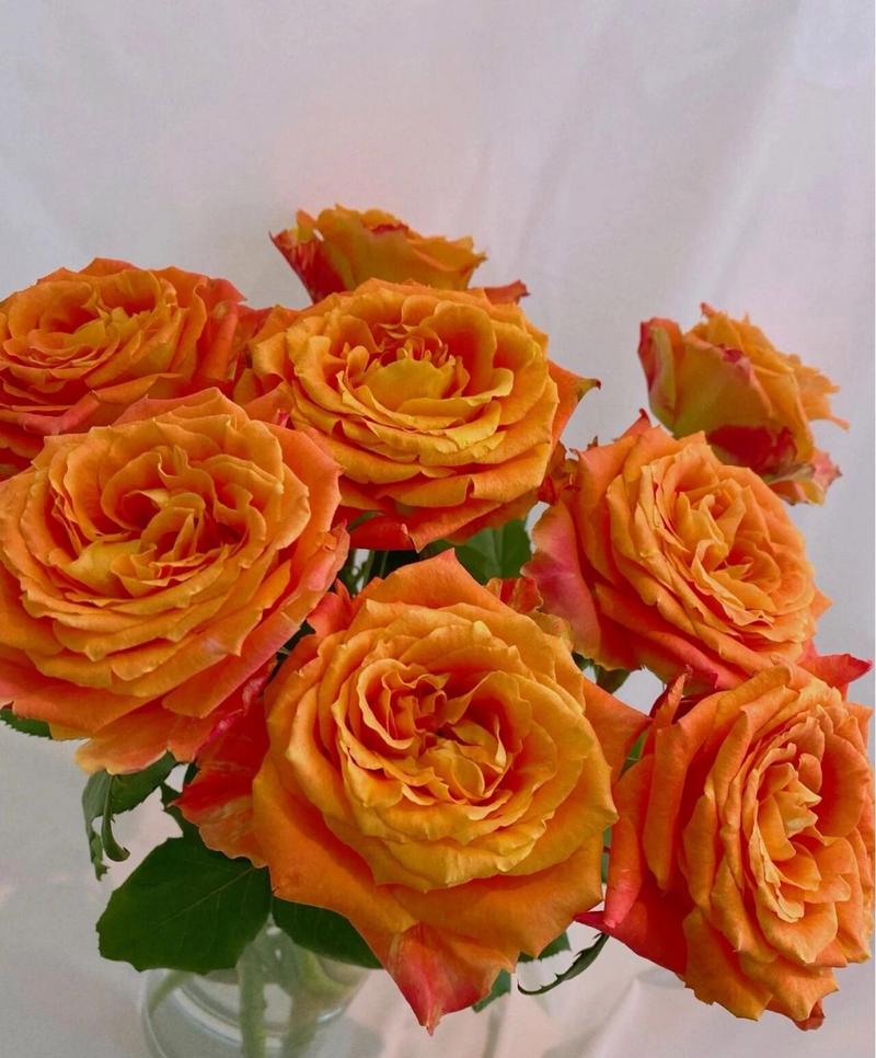 每天认识一种花--欢乐颂玫瑰 高端玫瑰欢乐颂 热情洋溢的颜色,是橙色