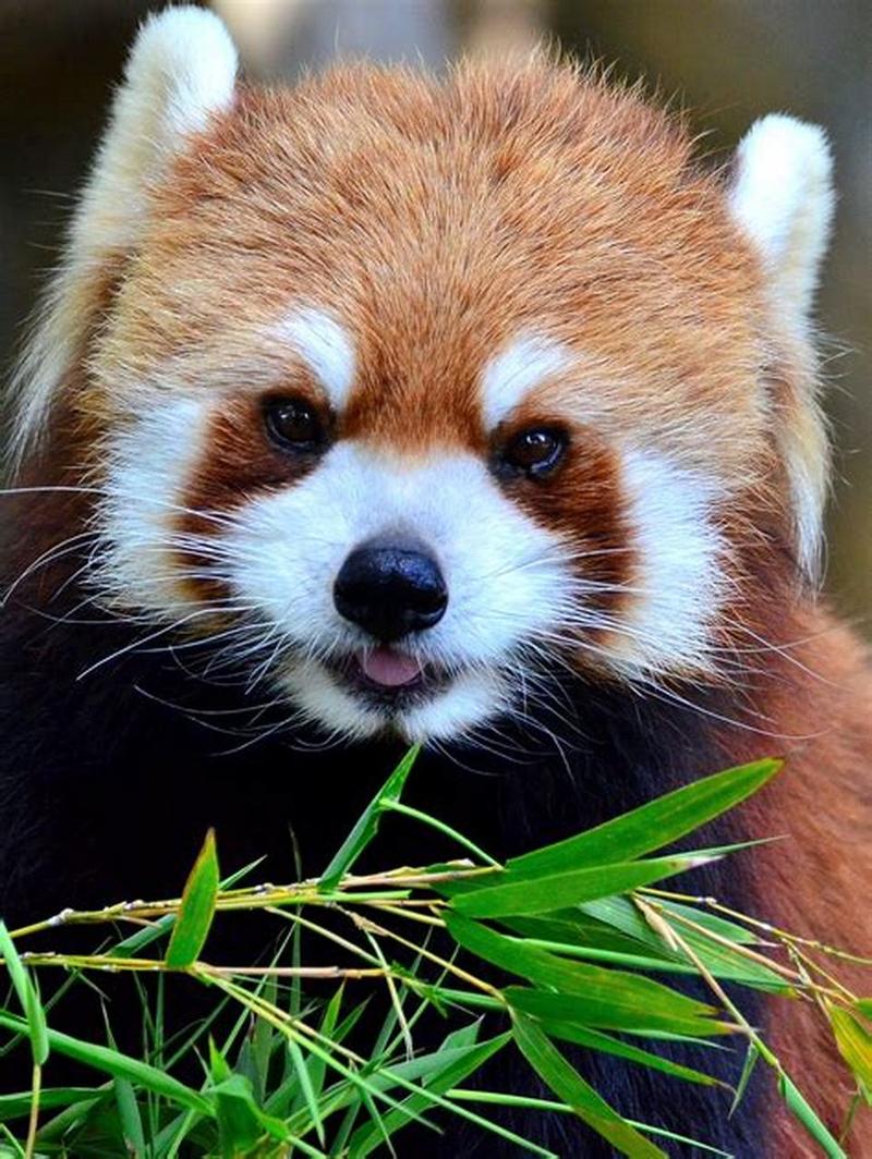 濒危物种——可爱小熊猫   小熊猫,哺乳纲食肉目小熊猫科的唯一种