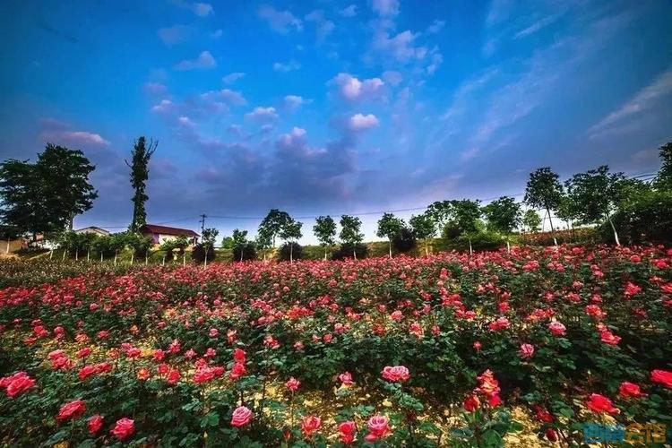 世界最美玫瑰花花海图片