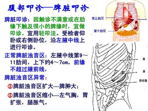 腹部评估4ppt 腹部叩诊—脾脏叩诊 脾脏叩诊:因触诊不满 意或在肋 缘