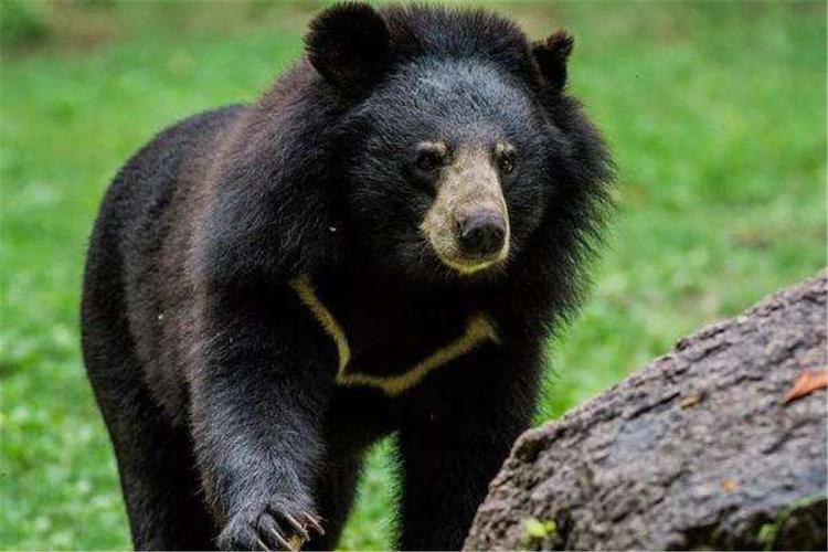 黑熊狗多少钱一只中国多地发现黑熊下山