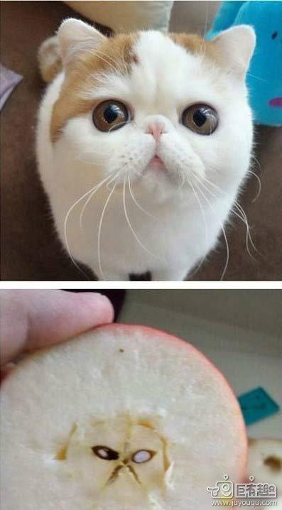 削苹果削到了一只猫,都不忍心吃了.