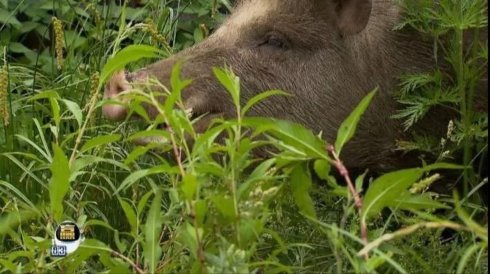 山林放养特种野猪效益好自在的猪赚钱多