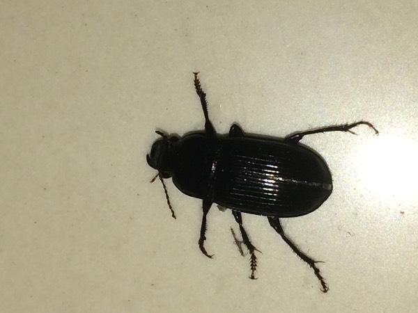 家里出现此虫,将近两厘米,黑亮黑亮的,背部有竖条纹,请问是什么虫