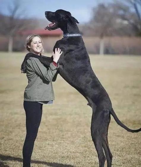 世界上最大的狗——大丹犬 网友:确定这玩意儿不是马?