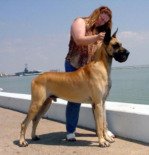 惊人的\超大的狗
