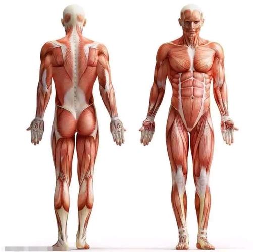 新手不会画人体一定要掌握好人体比例和骨骼肌肉