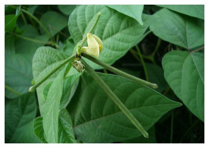 绿豆(phaseolus radiatus l.), 豆科菜豆属一年生草本.常见农作物.