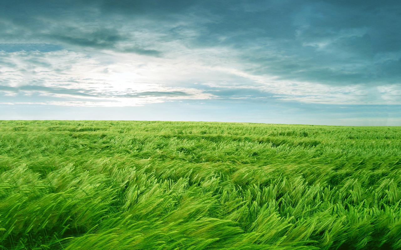 护眼绿色麦田风光无边无垠的绿色小麦风景高清电脑桌面壁纸