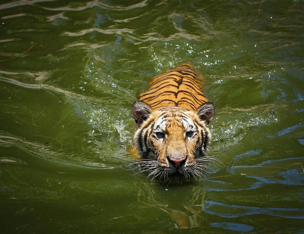 老虎,在晴朗的一天在湖上游泳的老虎
