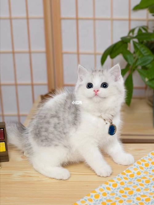 英短银白猫咪银渐层猫咪宠物猫纯种猫咪