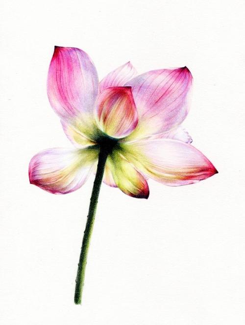 彩铅手绘花卉