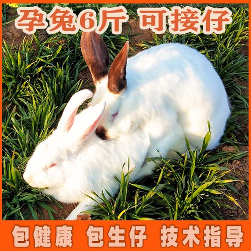 兔子活物怀孕母兔种兔6斤可产仔繁殖比利时兔八点黑新西兰白兔