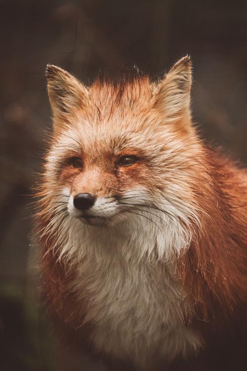 可爱的野生狐狸图片野生动物狐狸野生狐狸