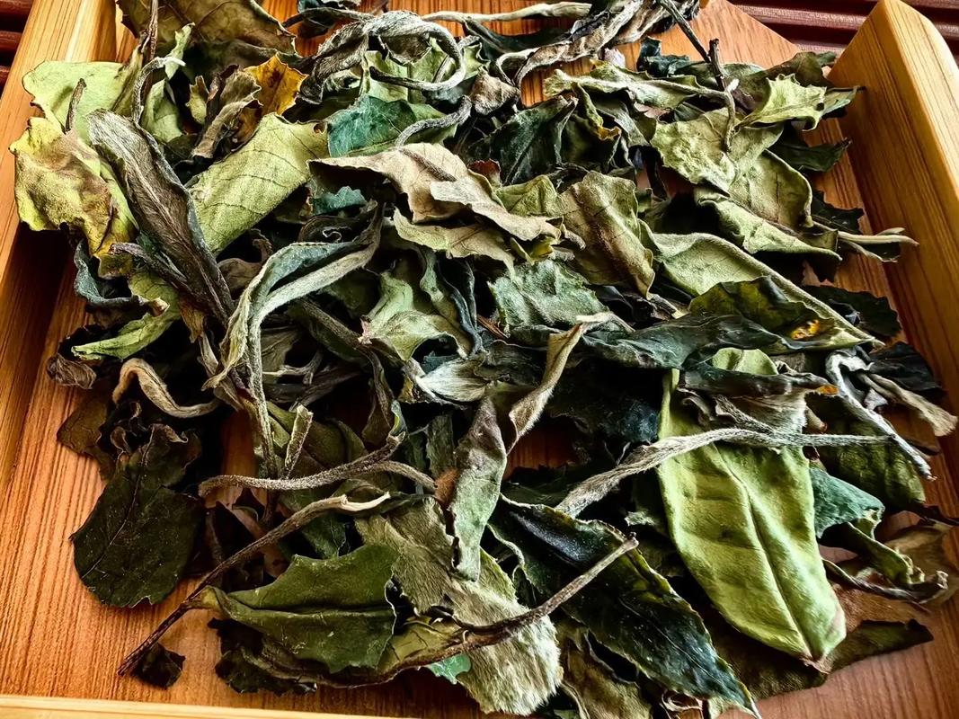 春天头采的古树白茶.选用的是平河的勐库大叶种茶 - 抖音