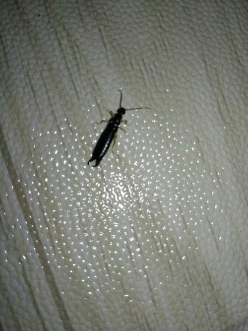 红头黑尾的虫子是什么