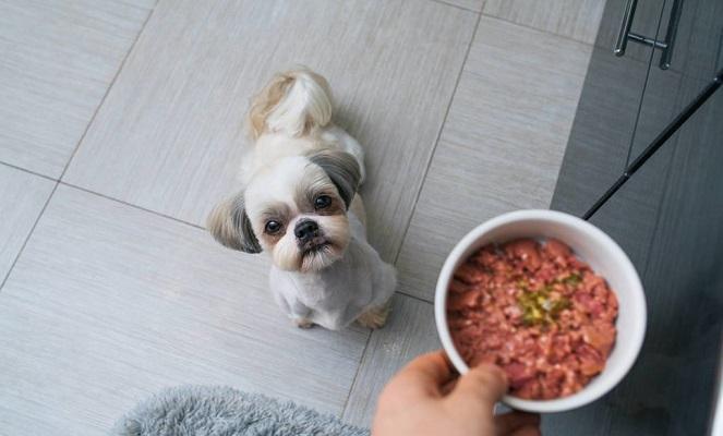 狗可以吃米饭吗