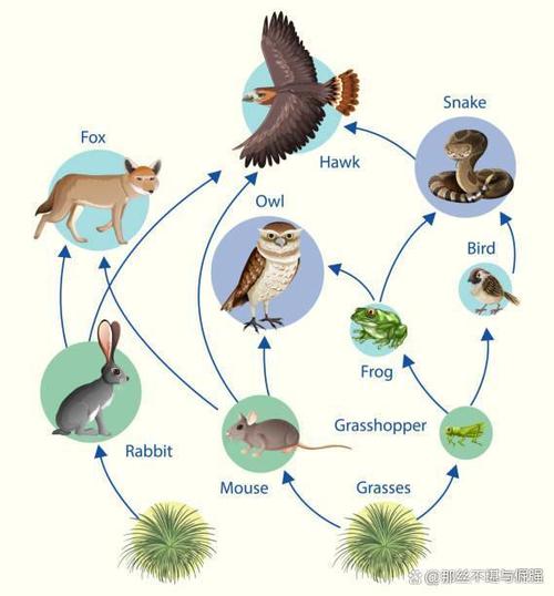 动植物之间的生态平衡是生态系统中最基本的平衡之一,它是由生态系统