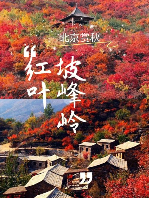 北京坡峰岭赏红叶攻略75这个秋天赏满山红叶