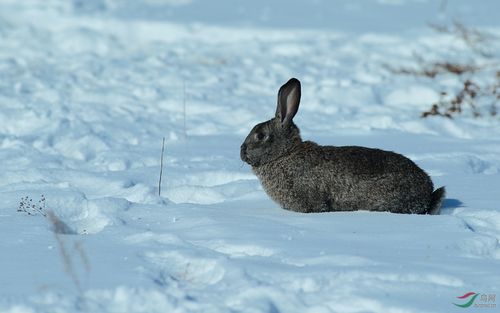 雪中觅食的兔兔
