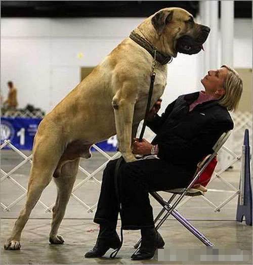 最大的狗叫什么名字(世界上最大的狗叫什么名字) - 三伊五百科