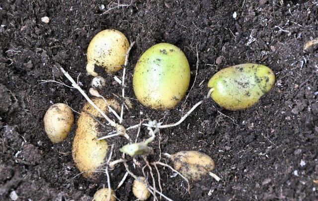 发芽土豆到底能不能吃原来这么久以来都弄错了赶紧告诉家人