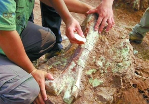 山东莱阳发现大量恐龙骨骼化石层 层次分明