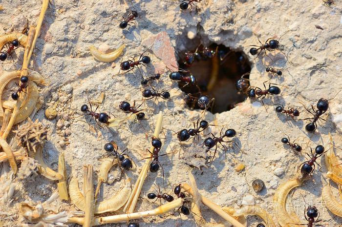 到的蚂蚁巢穴的入口