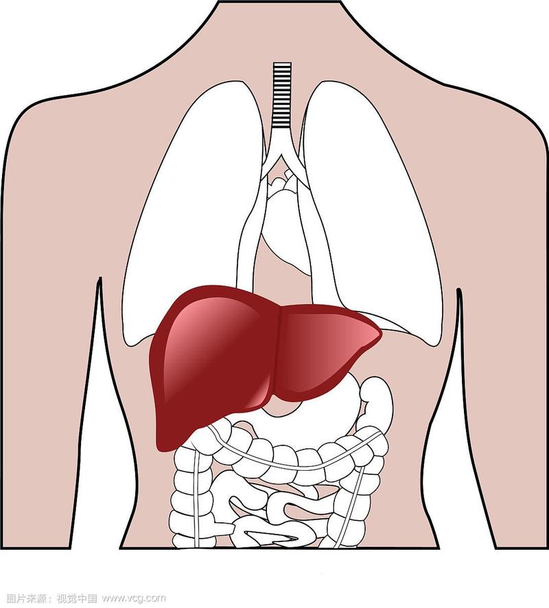 肝脏在人体中的位置