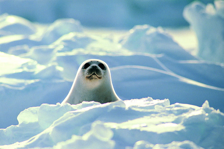 雪地里的小海狮图片4096x2160分辨率查看